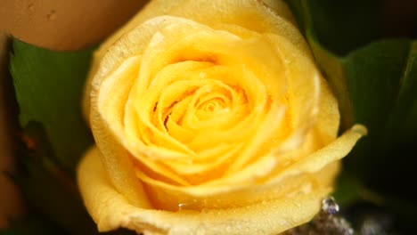 close-up of a yellow rose with water droplets