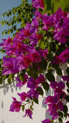 a vibrant video concept featuring bougainvillea flowers cascading over a white wall video