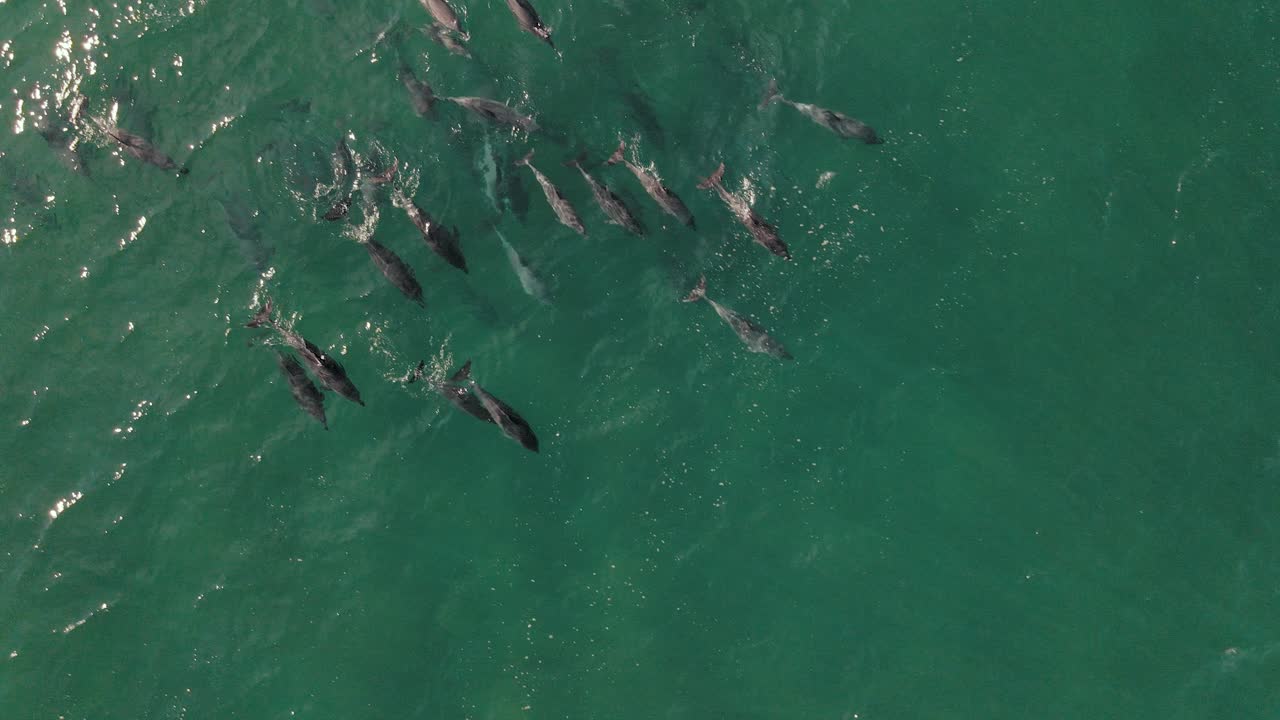 toma aérea de una gran manada de delfines nadando