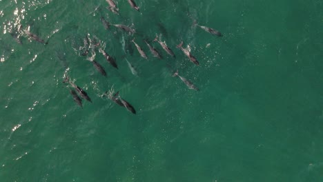 toma aérea de una gran manada de delfines nadando