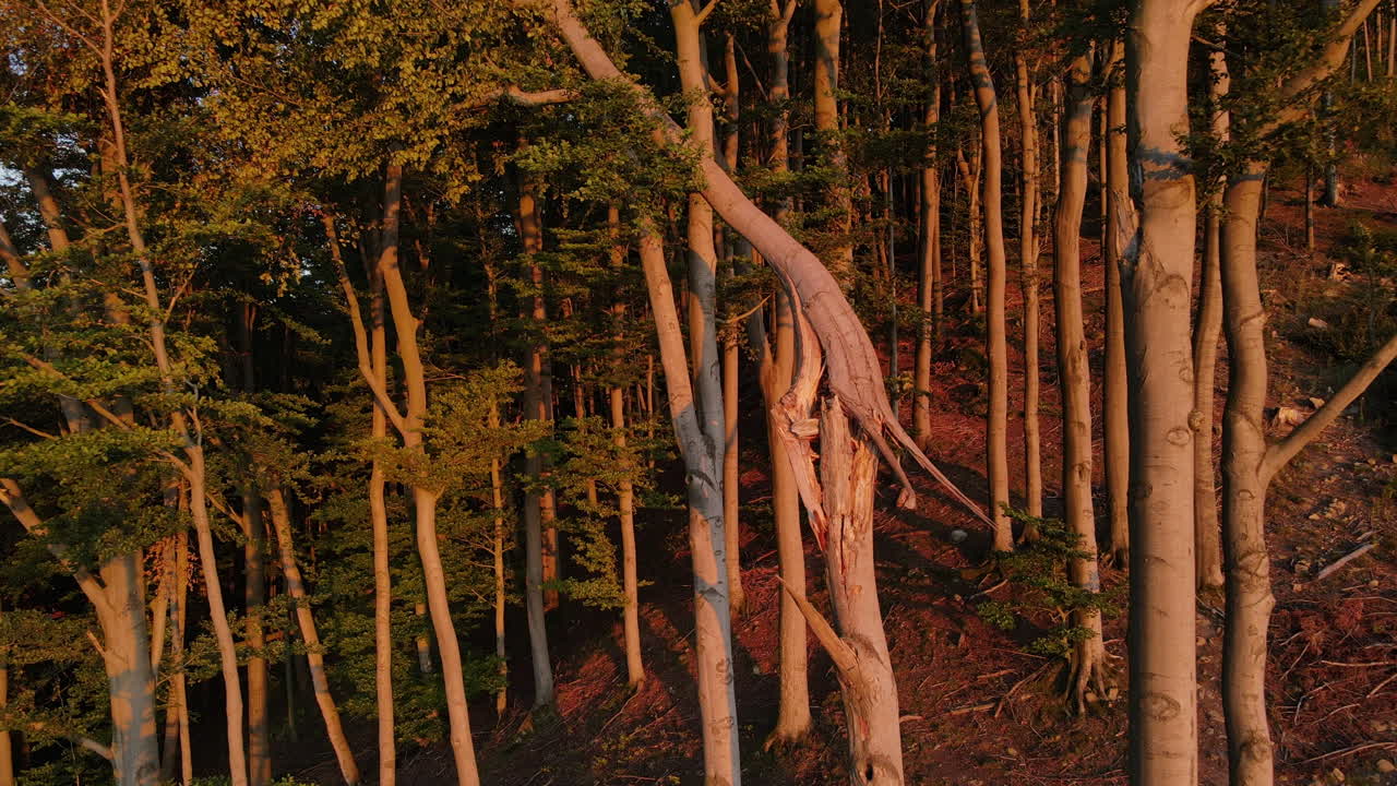 un sobrevuelo junto a un tronco de árbol agrietado que se encuentra en el borde de un bosque durante la puesta de sol