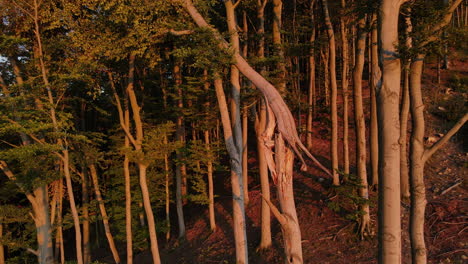 A-flyby-next-to-a-cracked-tree-trunk-lying-on-the-edge-of-a-forest-during-sunset