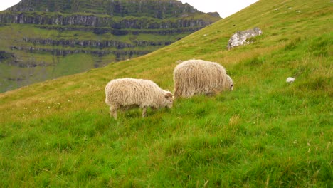 Faroese-sheep-with-woolen-fleece-grazing-grass-in-volcanic-mountains-of-Kalsoy,-Faroe-Islands