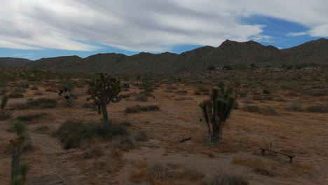 Parque-Nacional-Joshua-Tree-En-California,-Estados-Unidos