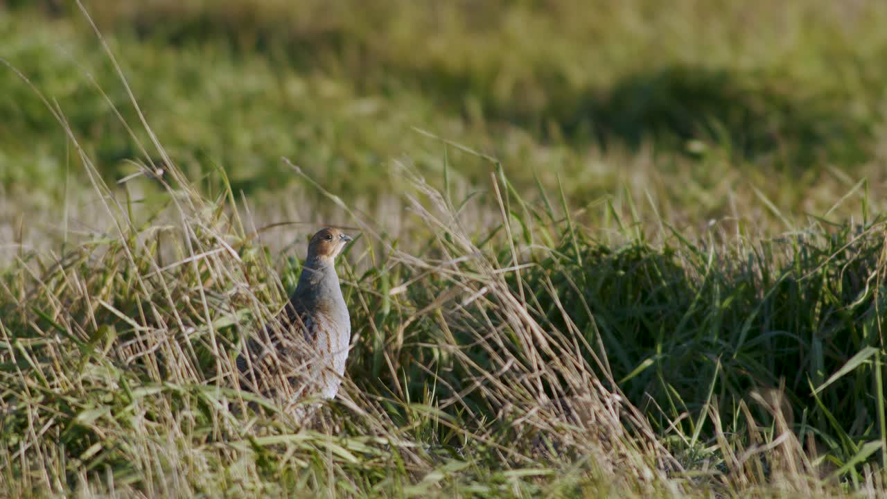 도로와 풀밭에서 먹이를 먹고 숨는 회색 자고 새의 완벽한 근접 촬영
