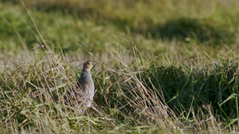 Perfect-closeup-of-gray-partridge-bird-walking-on-road-and-grass-meadow-feeding-and-hiding