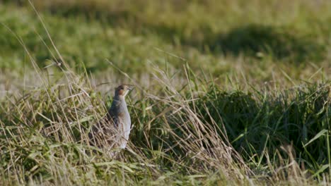 primer plano perfecto de pájaro perdiz gris caminando por la carretera y pradera de hierba alimentándose y escondiéndose