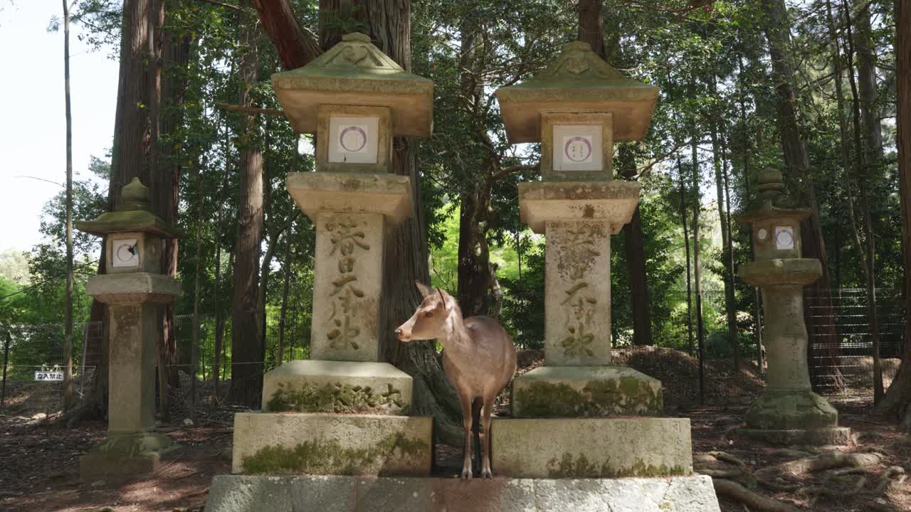 Small deer bowing between stone lanterns in Kasuga Shrine, Nara, Japan