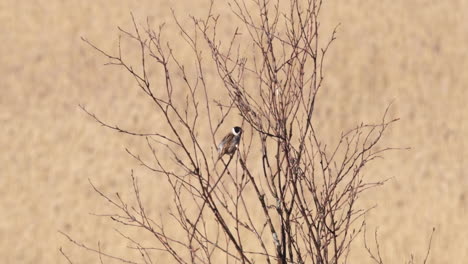 Bunting-De-Caña-Común-Macho-O-Emberiza-Schoeniclus,-Sentado-Y-Cambiando-De-Lado-En-Un-Sauce-Sin-Hojas-En-Un-Soleado-Día-De-Primavera