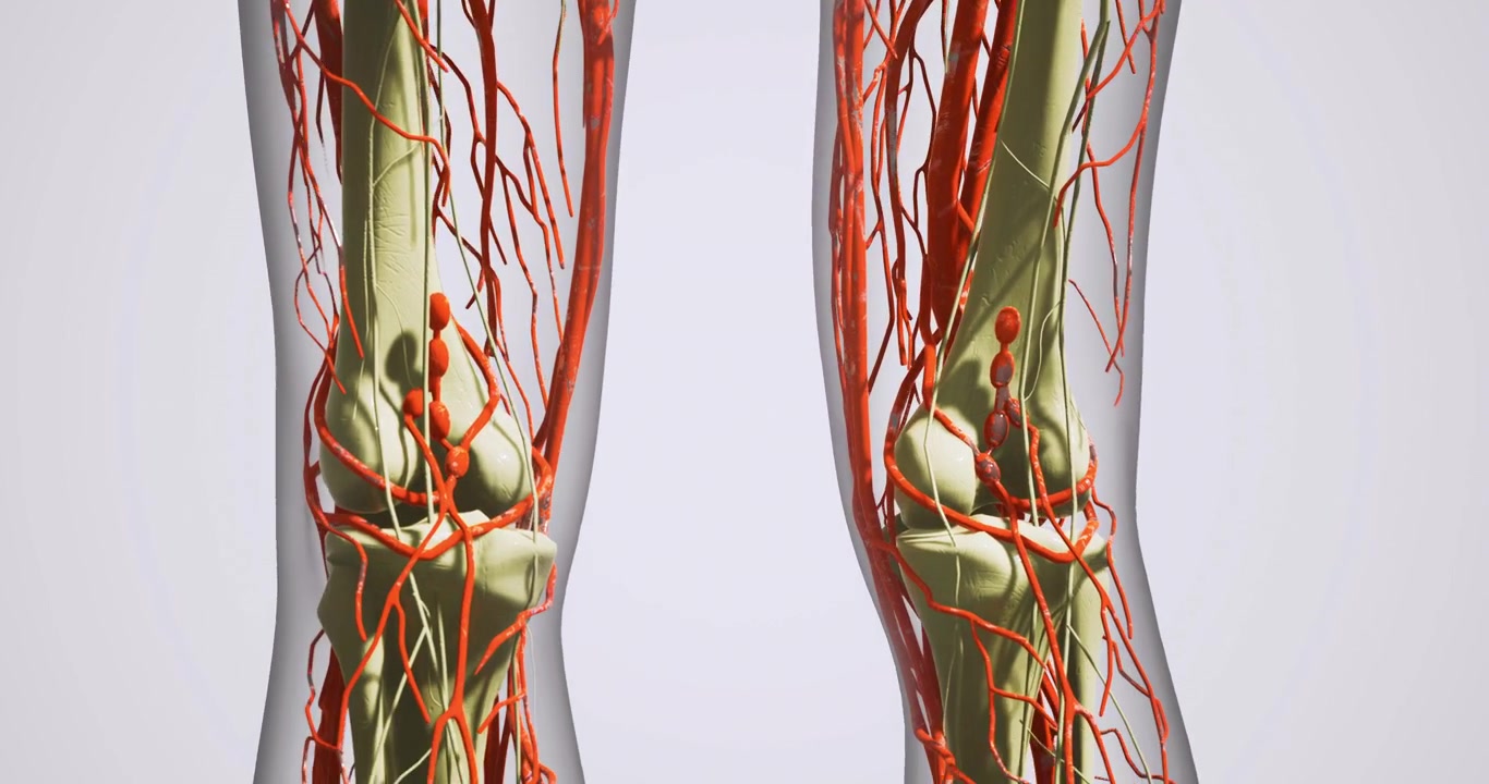 Exploring the intricate network of blood vessels in the human legs