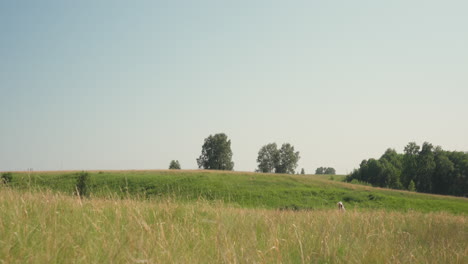 wide distant view of person wearing white hat walking across grassy meadow toward low hill under clear blue sky with scattered trees and peaceful green landscape