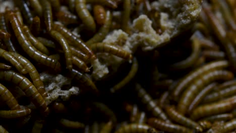 The-Mealworm-is-a-species-of-Darkling-Beetle-used-to-feed-pets-like-fish,-snakes,-birds,-and-frogs