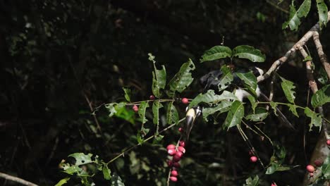 Anthracoceros-Albirostris-De-Varios-Colores-Oriental-Visto-En-Una-Rama-De-Un-árbol-Fructífero-Y-Luego-Alcanza-Algunas-Frutas-Maduras-Durante-La-Mañana,-Parque-Nacional-Khao-Yai,-Tailandia