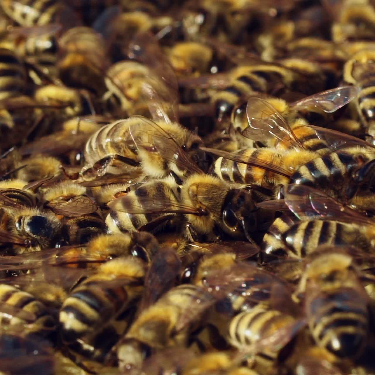 Macro shot of bees swarming on a honeycomb. Frames of a bee hive. Apiary concept. Slow motion