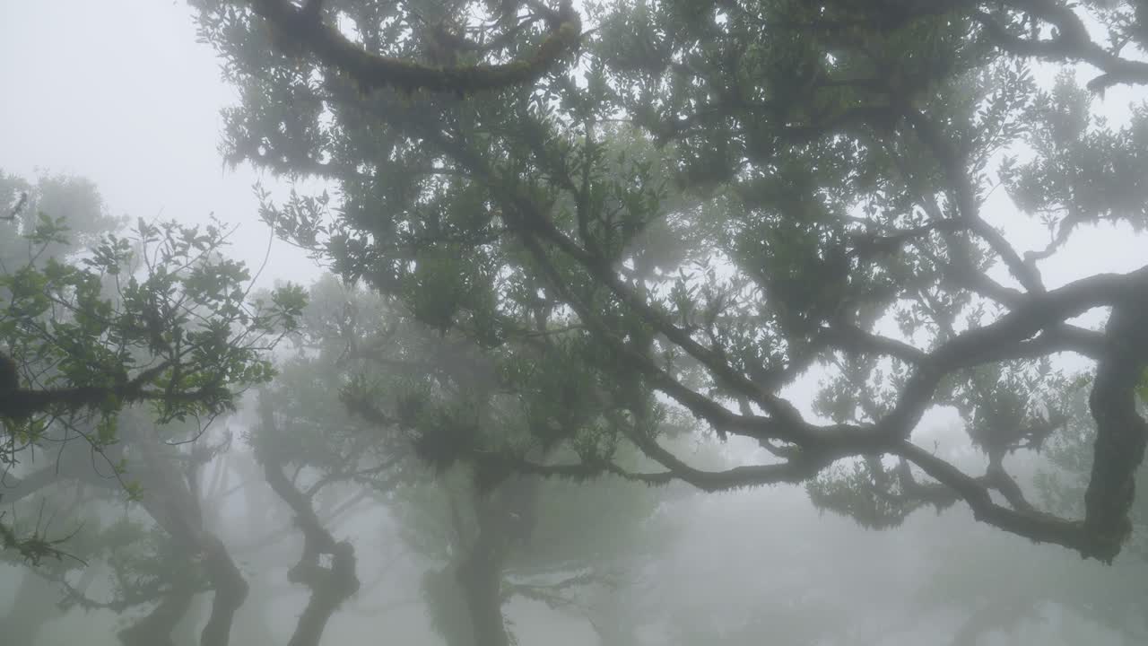 포르투갈 마데라 의 파날 마법 의 안개 숲