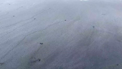 Turtle-hatchlings-release-on-the-beach