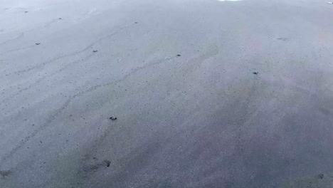 turtle hatchlings release on the beach