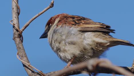 gorrión de la casa posado en la rama twitteando y moviendo la cola, pájaro en la ramita