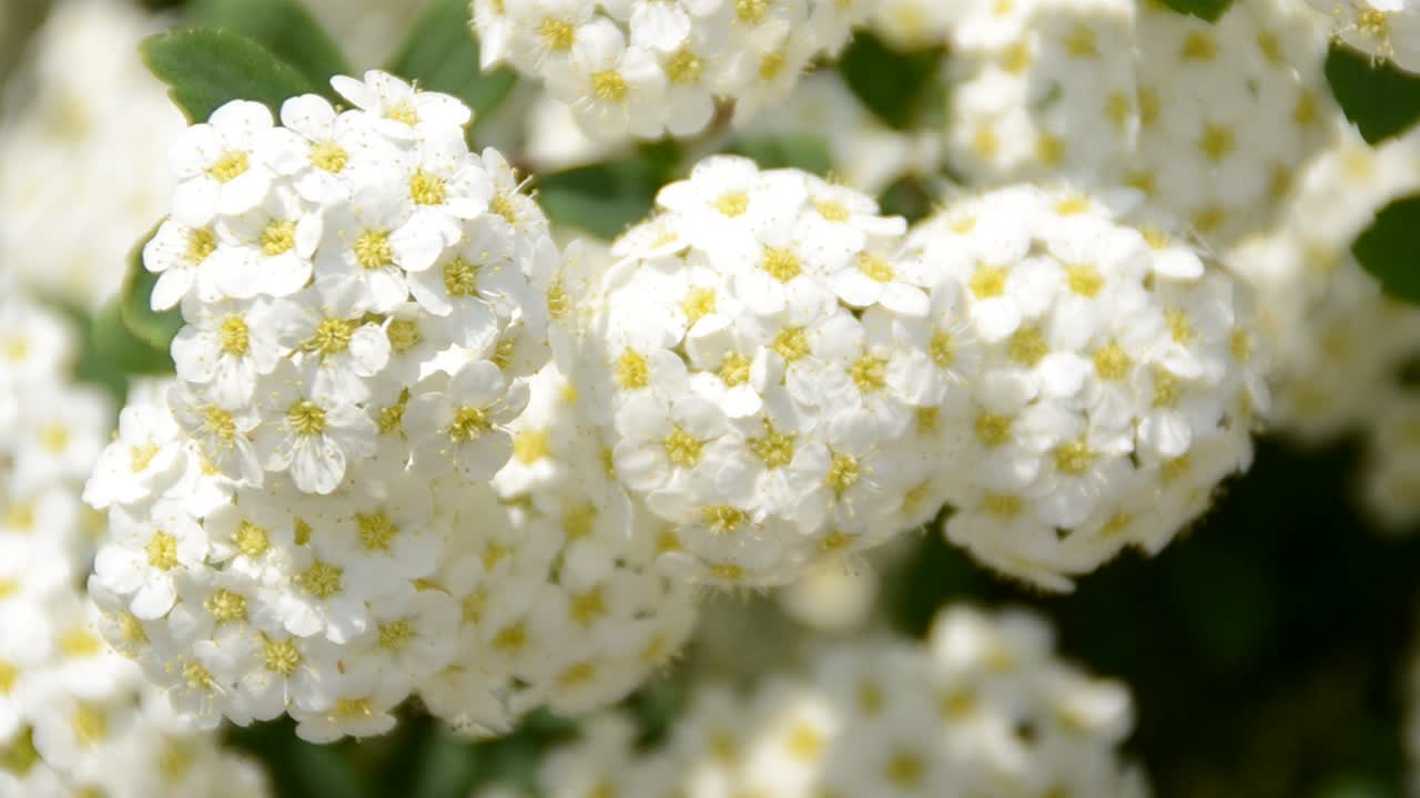Flores de primavera