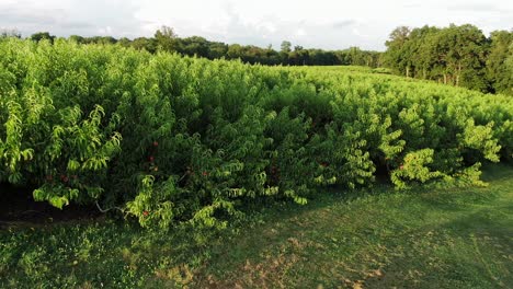 Aerial-turn-reveals-peach-orchard-with-trees-full-of-ripe-fruit-during-summer-magic-hour