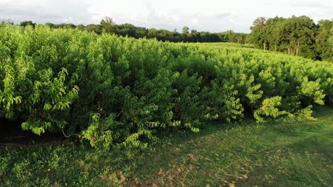 el giro aéreo revela un huerto de duraznos con árboles llenos de fruta madura durante la hora mágica del verano