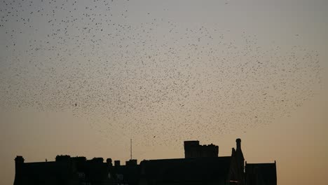 land footage of thousands of starlings murmurating over the town of aberystwyth, creating mesmerizing aerial patterns against the coastal sunset in a breathtaking natural spectacle.