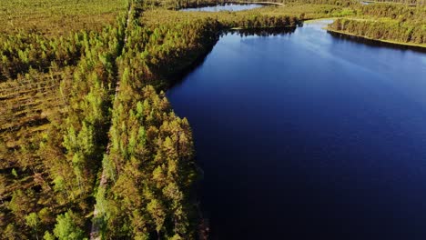 drone glide above akacis bog lake with golden trees, mirrored blue water, latvia