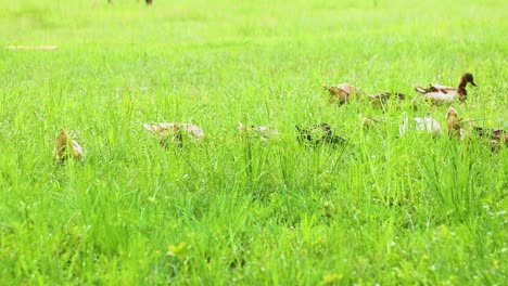 Rouen-Clair-Domestizierte-Enten,-Die-Sich-Im-Gras-Auf-Einer-Geflügelfarm-Im-Ländlichen-Bangladesch-Ernähren