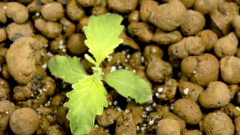 cannabis seedling with clay pellets growing in hydroponic system