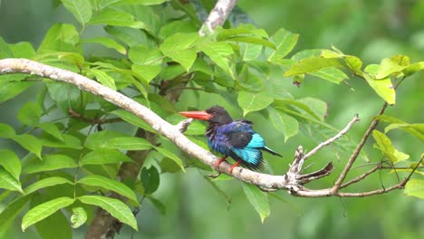 seen-from-afar-a-javan-kingfisher-flapping-its-wings-under-the-hot-sun