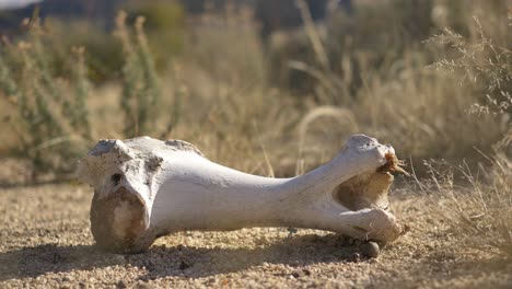 handheld shot of huge sheep's bone in the sun in the desert