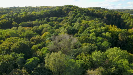 árbol-Desnudo-En-Medio-De-Un-Denso-Bosque---Temporada-De-Otoño-En-Sopot,-Polonia---Dron-Descendente