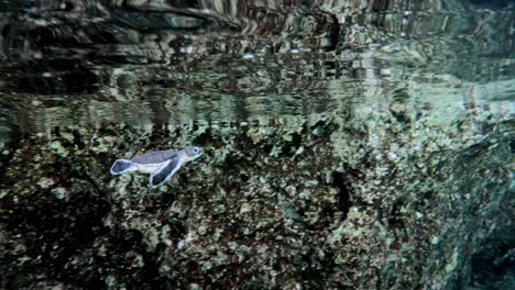 Small-Green-Seaturtle-Slowly-Swimming-Through-The-Crystal-Clear-Ocean