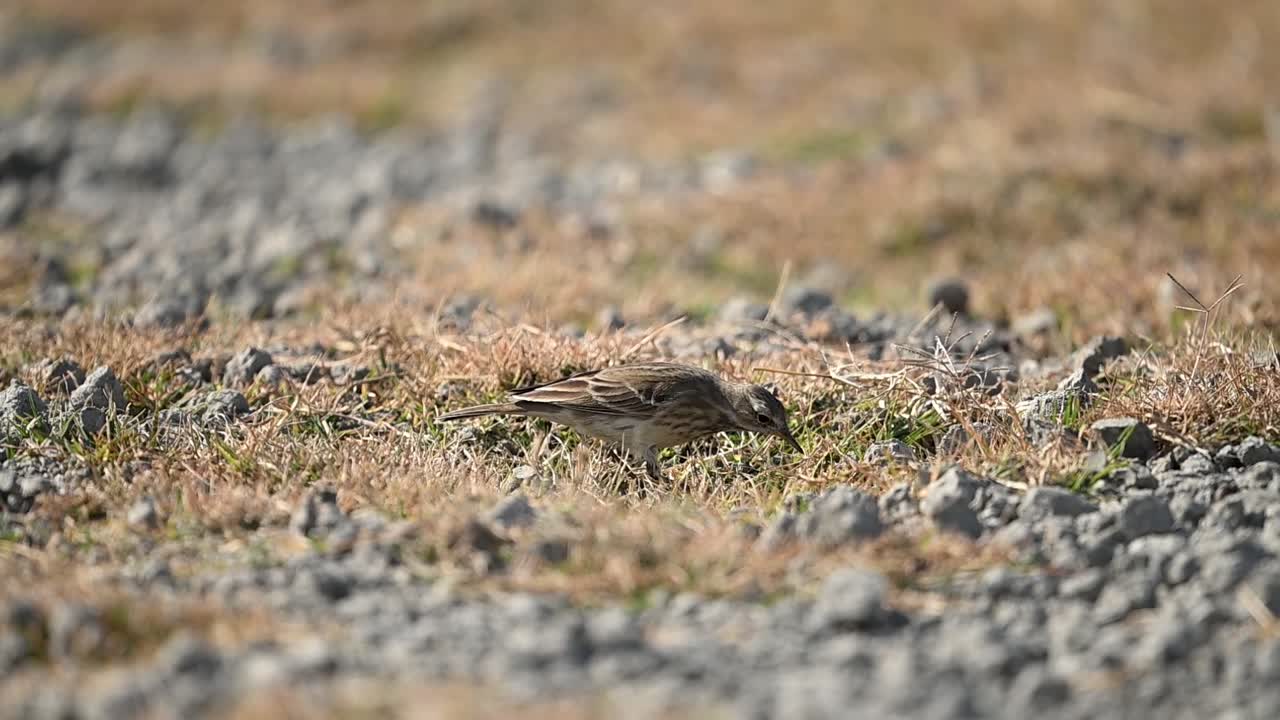 Fodermönstret hos ängspiplärkan utvecklas lugnt över torr sjöstrandsterräng