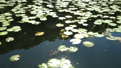leaves of water lily floating on lake, sunlight reflects over surface