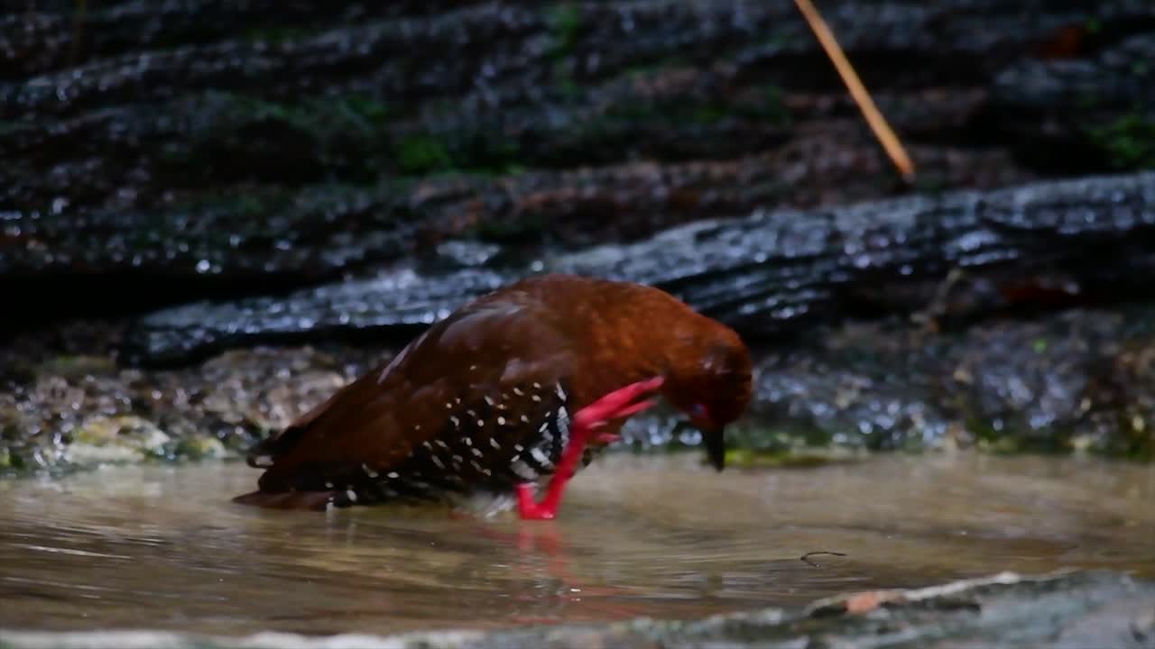 태국에서 발견되는 촌스러운 물새로 덤불 특히 두꺼운 풀을 좋아하여 위협을 받으면 즉시 숨을 수 있습니다.