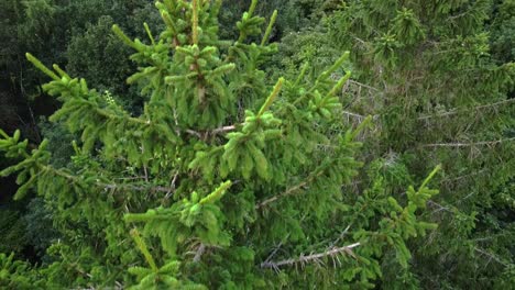 tiro de drone de abeto gran árbol de navidad