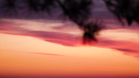 sunset sky with clouds and branches