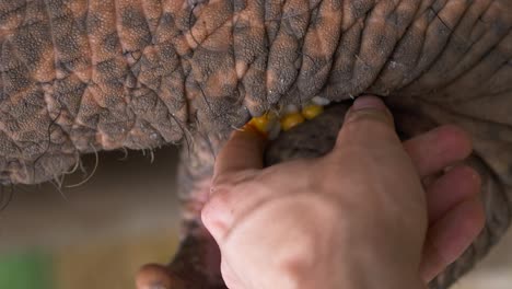 elefante asiático rescatado comiendo comida de la mano en un santuario de vida silvestre.