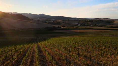 Aerial-landscape-view-over-vineyard-rows,-in-the-hills-of-Tuscany,-in-the-italian-countryside,-during-sunset