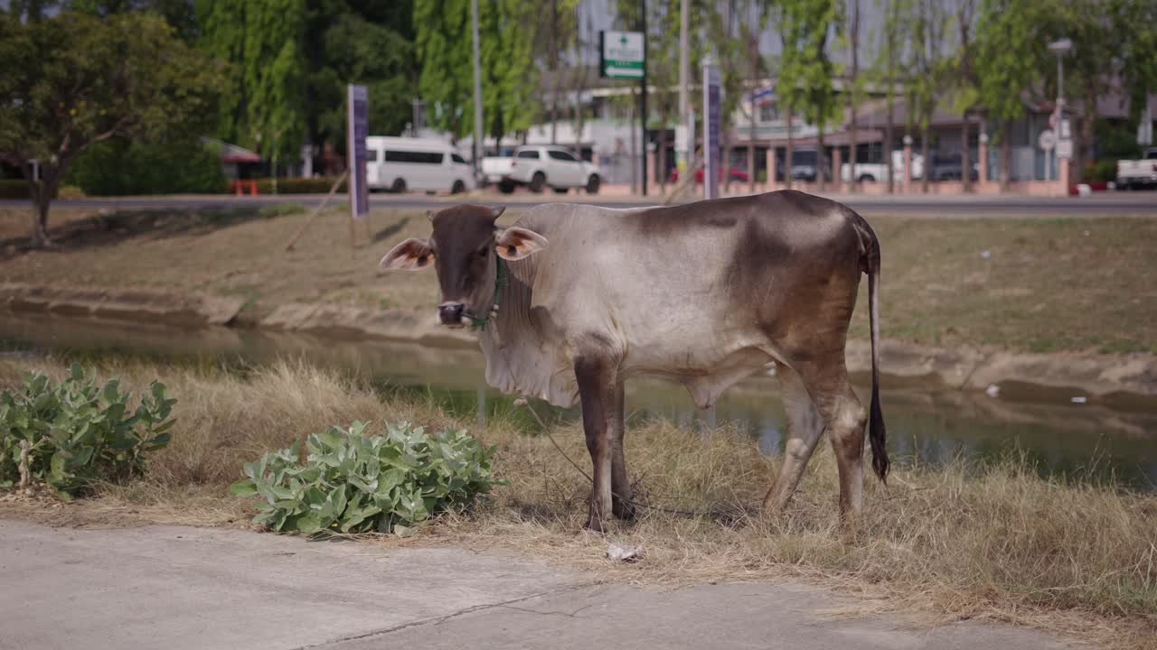 Cow standing by a canal near a road
