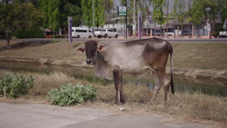 cow standing by a canal near a road