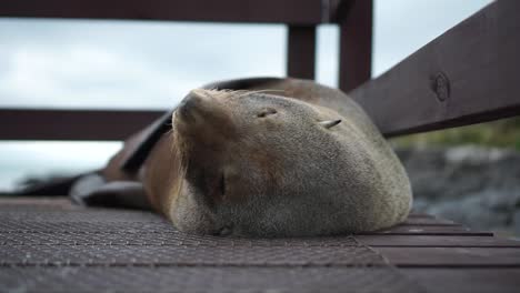 Slowmo---Niedliches-Neuseeländisches-Siegel-Mit-Felsigem-Strand-Und-Ozean-Im-Hintergrund---Nahaufnahme