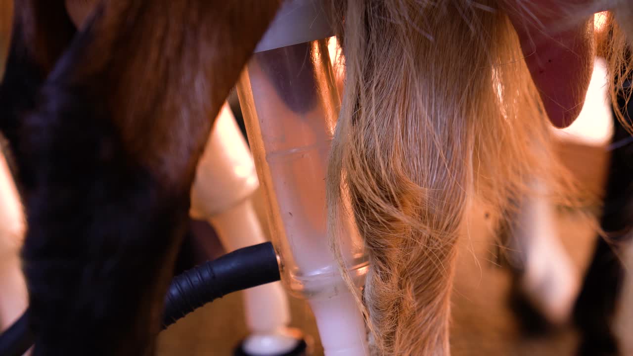 Close up of milking machine extracting milk from dairy goat teat using automated equipment.