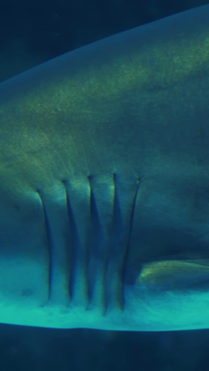 tiburón nadando en un tanque