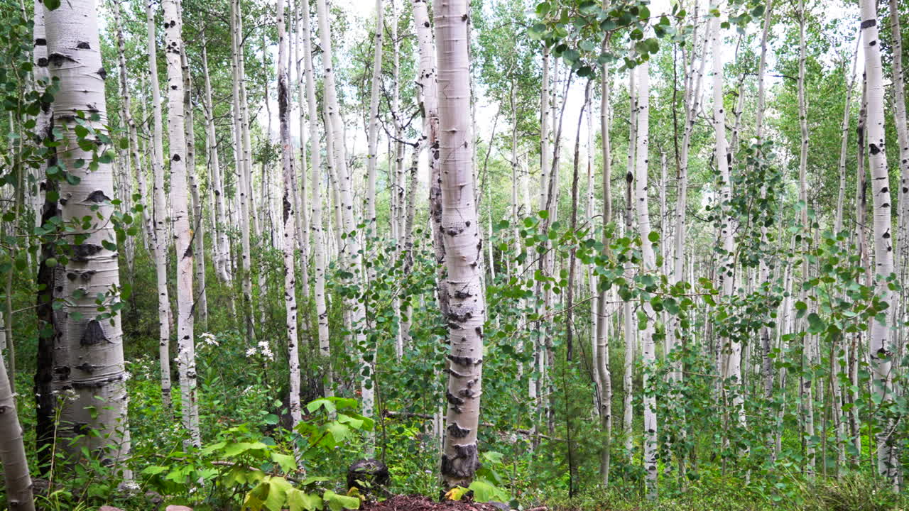 Aspen trees grove forest dense lush mature quaking Aspens white bark Minturn Vail Telluride Crested Butte Aspen Snowmass Colorado morning summer spring Mount Holy Cross Wilderness trail pan right
