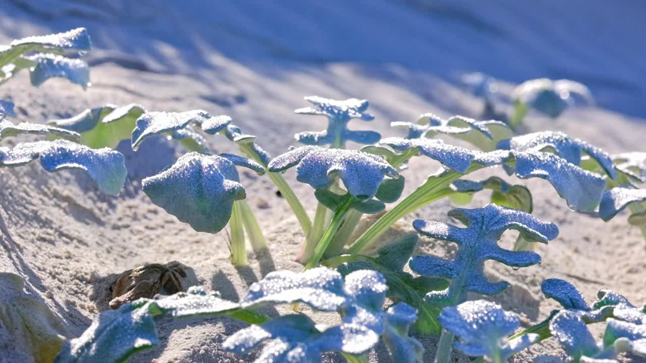 Pianta resistente che cresce sulla spiaggia sulle dune nel Capo Occidentale del Sudafrica, coperta dalla rugiada mattutina.