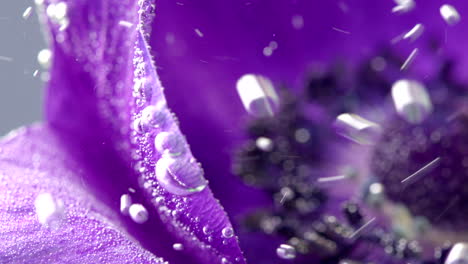 close-up of a purple anemone flower with water droplets and bubbles