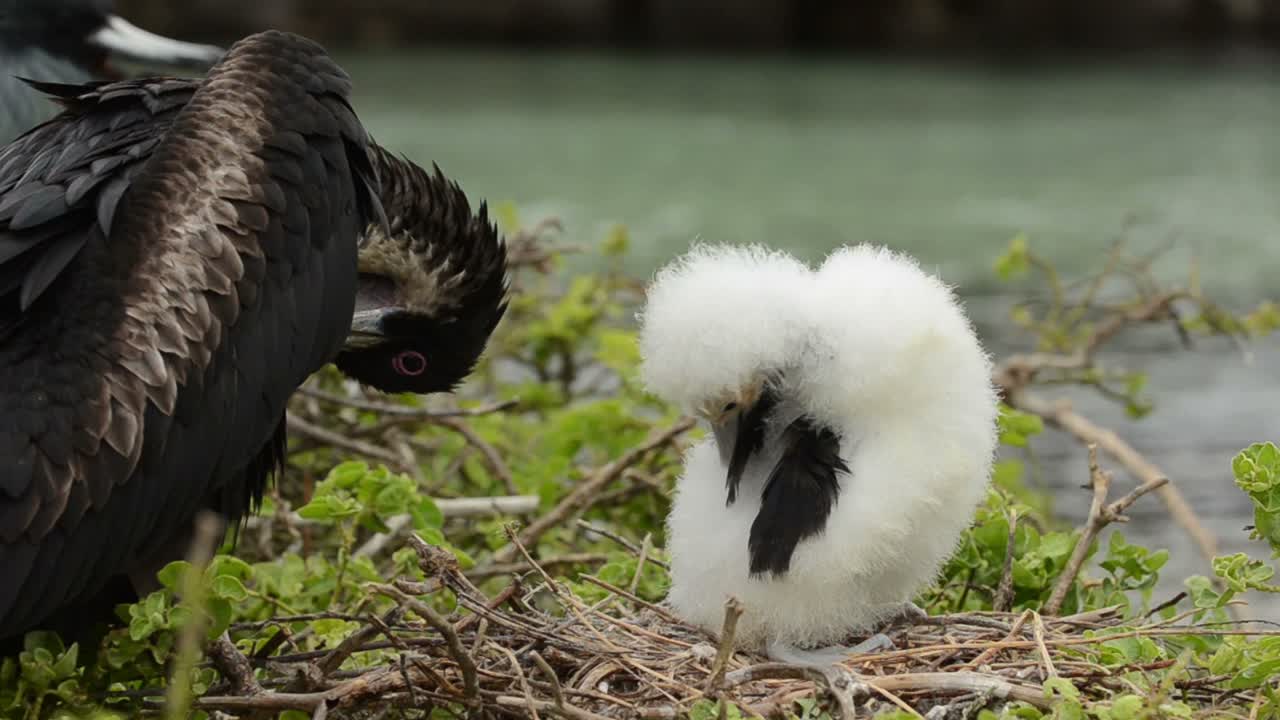 에콰도르 갈라파고스 국립공원의 제노베사 섬에 둥지에 있는 큰 군함새와 병아리