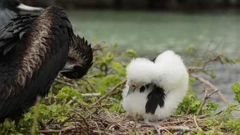 great frigatebird and chick on their nest on genovesa island in galapagos national park ecuador